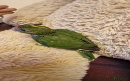 Parakeets birds for sale: Hand Tame kakarikis - Image 8