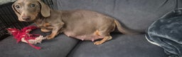 Miniature Dachshund dogs for sale: Miniature dashhounds  - Advert 1