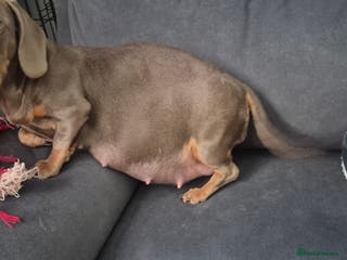 Miniature Dachshund dogs Miniature dashhounds - Advert 6