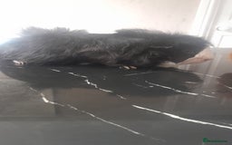 Guinea Pig rodents for sale: 2 male guinea pigs for sale   - Image 4
