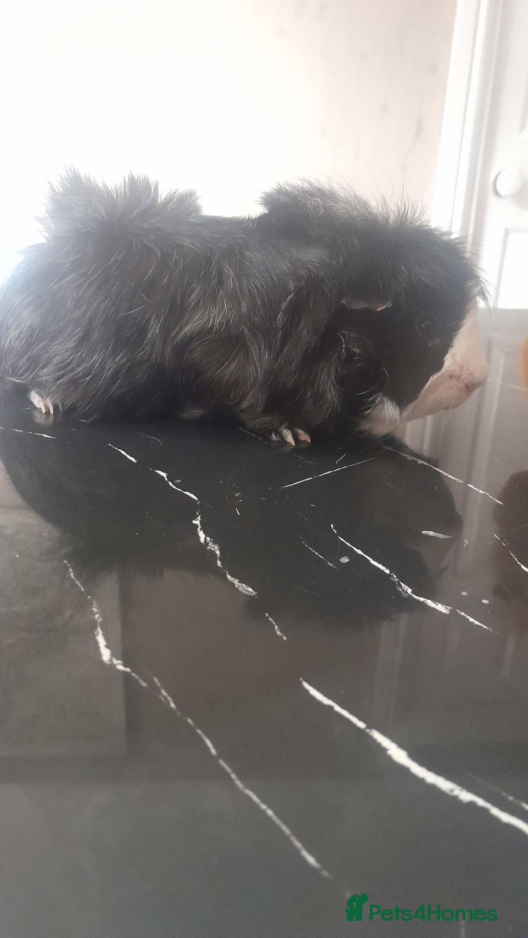 Guinea Pig rodents for sale: 2 male guinea pigs for sale   - Image 4
