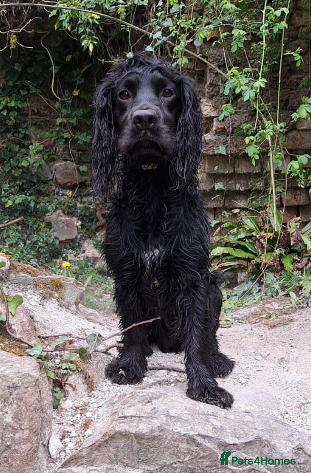 Cocker Spaniel dogs for stud: Beautiful Working Cocker Spaniel for Stud - Advert 3