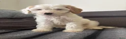 Australian Labradoodle dogs for sale: Australian Labradoodle Puppies for Sale 🐾 - Advert 3