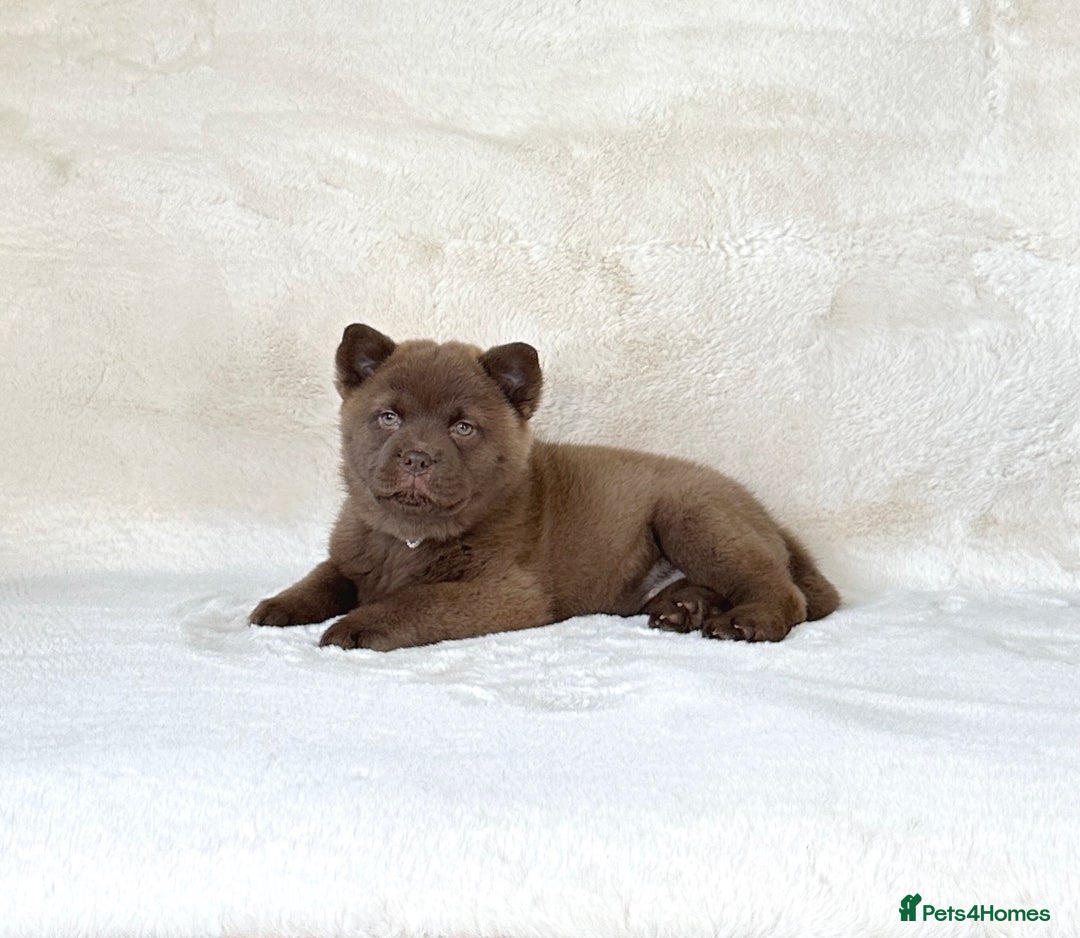 Siberian Husky dogs for sale: Stunning exotic colour chowsky puppies for sale  - Image 11