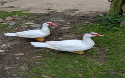 Ducks poultry for sale: Muscovy ducks three boys and three girls  - Image 3