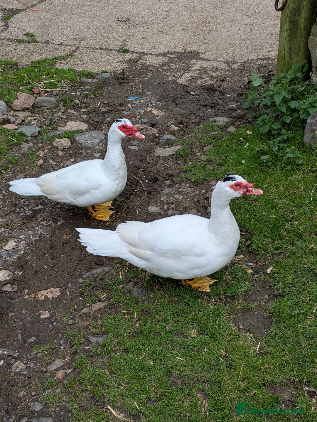 Ducks poultry for sale: Muscovy ducks three boys and three girls  - Image 3