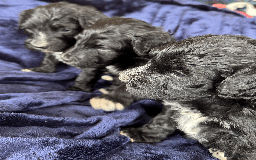 Portuguese Water Dog dogs for sale: ARTSEADOG KC registered Pure Portuguese Waterdogs - Image 9