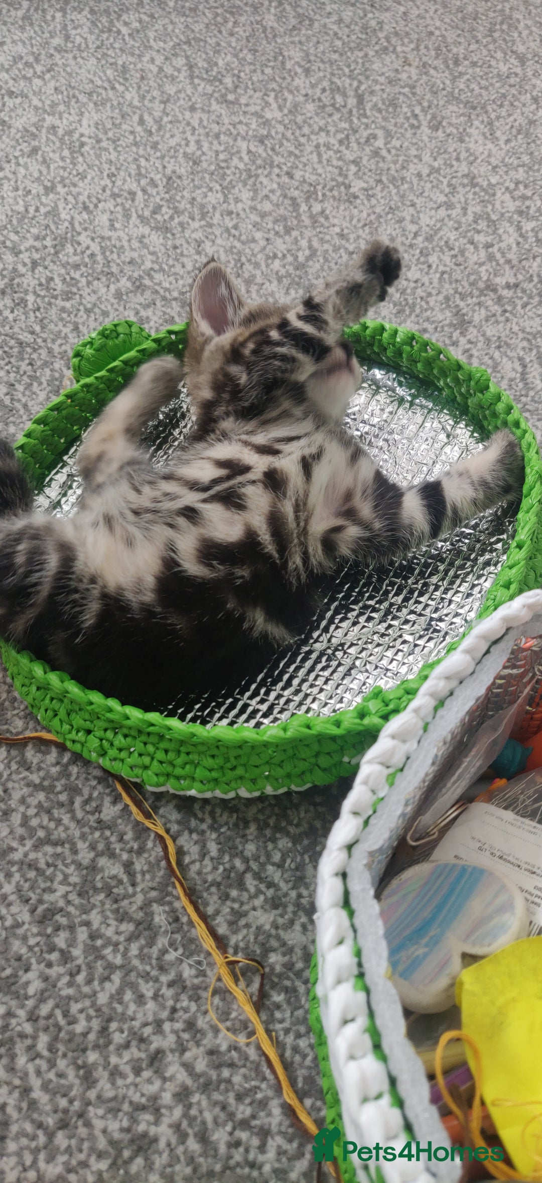 Bombay cats for sale: 4 adorable kittens for sale mixed breed litter ⁠♡ - Image 17