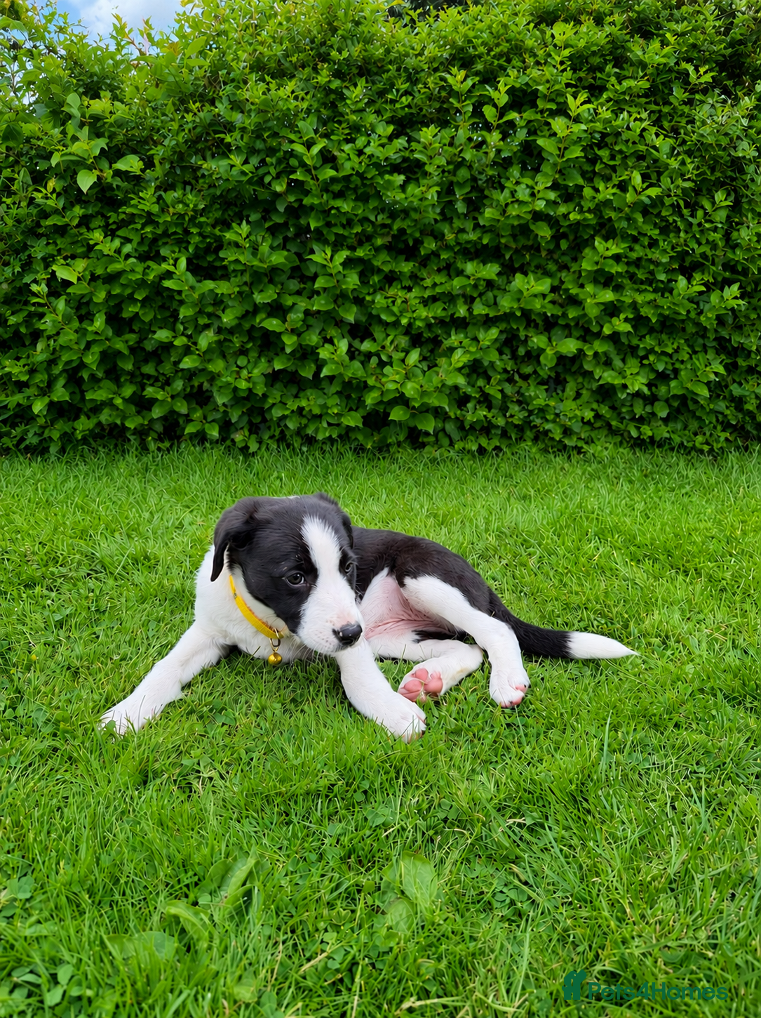 Border Collie dogs for sale: Border Collie Puppies Ready Now - Advert 9