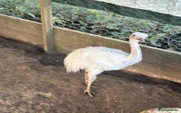 Emus poultry for sale: Rhea white feathered - Image 4