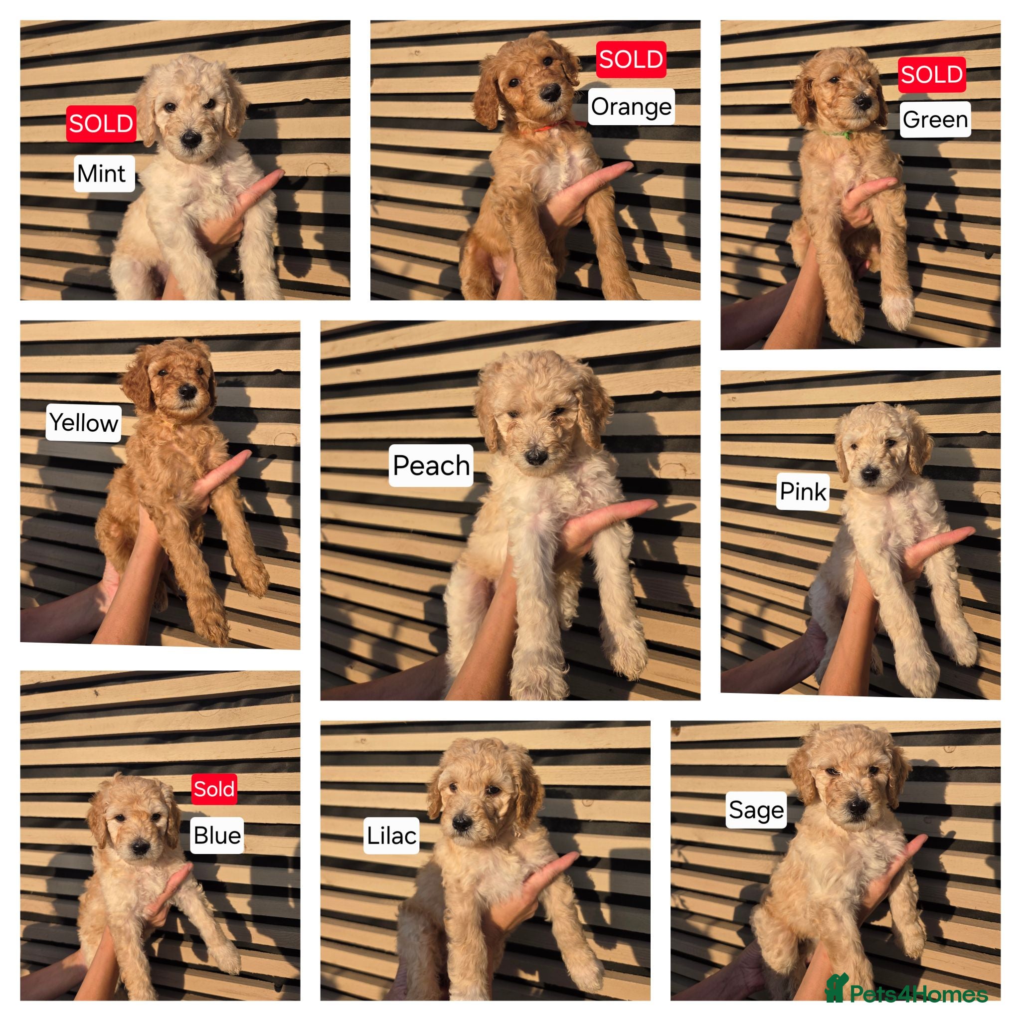 Labradoodle dogs Standard Multigeneration Labradoodle Backcross - Advert 6
