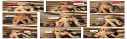 Labradoodle dogs for sale: Standard Multigeneration Labradoodle Backcross - Advert 11