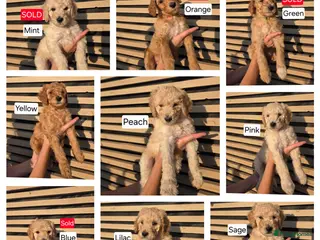 Labradoodle dogs Standard Multigeneration Labradoodle Backcross - Advert 6