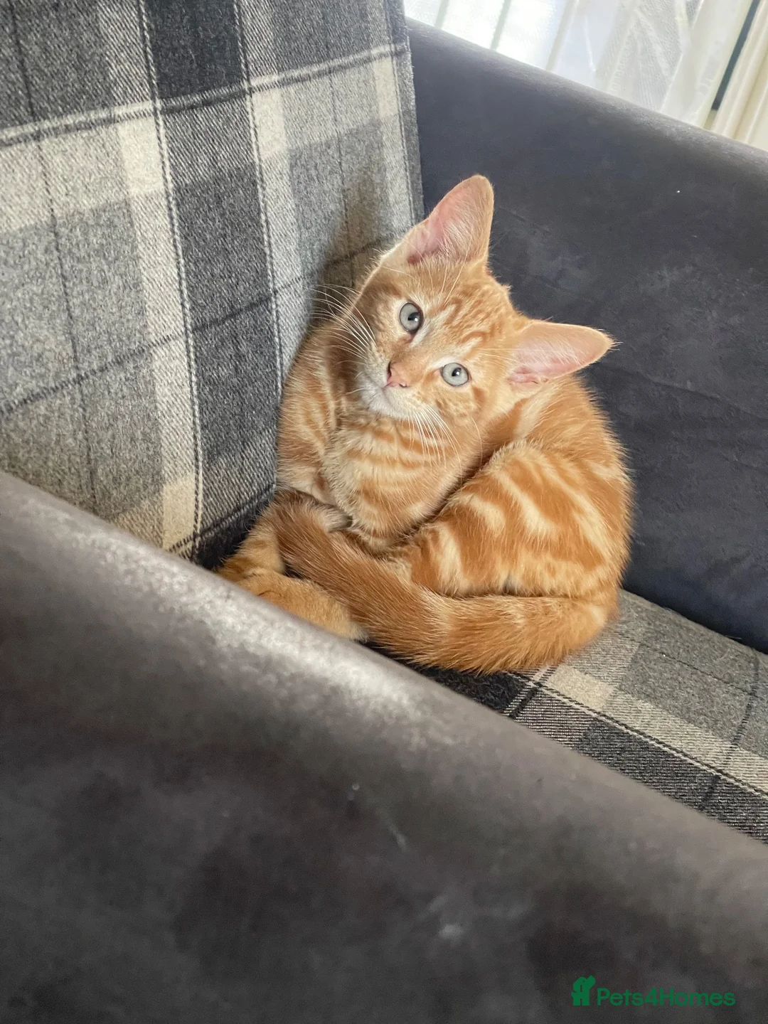 Mixed Breed cats for sale: Kitten - Advert 2