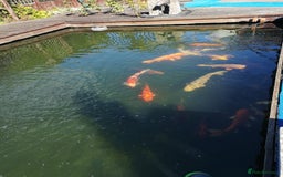 Koi Carp fish for sale: Koi Carp  - Image 12