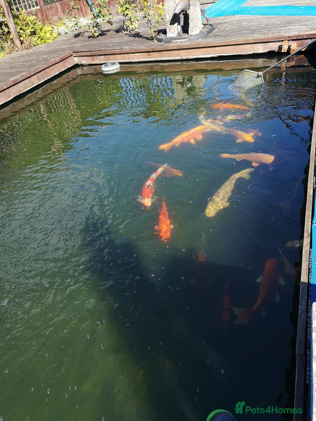 Koi Carp fish for sale: Koi Carp  - Image 12
