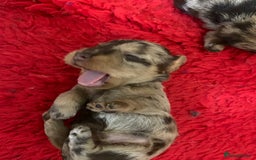 Miniature Dachshund dogs for sale: Wirehaired KC reg mini dachshunds  - Image 2