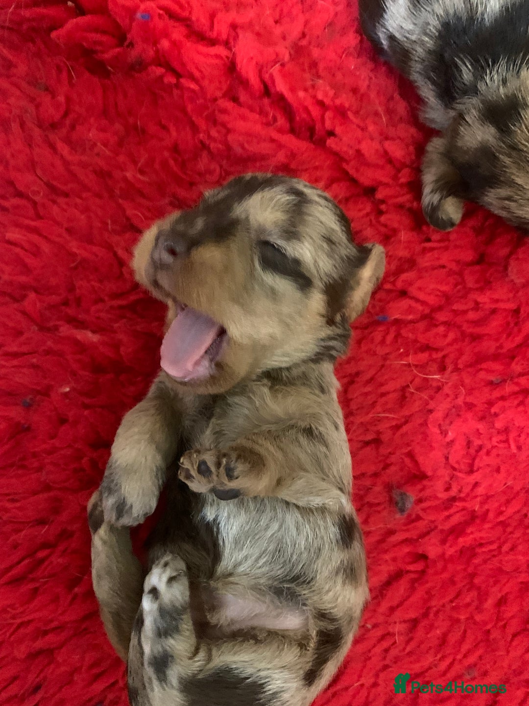Miniature Dachshund dogs for sale: Wirehaired KC reg mini dachshunds  - Image 2