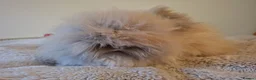 Angora rabbits for sale: Angora female rabbit "maisie" in Warwick - Advert 5