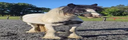 Irish Cob horses for sale: Summer project  - Advert 8