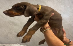 Dobermann dogs for sale: READY TO LEAVE NOW 12 stunning Doberman puppies - Image 8