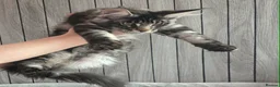 Maine Coon cats for sale: 🌟Ready now🏡 XL GCCF Registered Maine Coon kitten - Advert 14