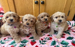 Cavapoo dogs for sale: Extensively Health Tested Apricot Cavapoo pups - Image 1