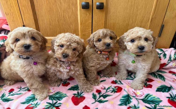 Cavapoo dogs - Advert 1