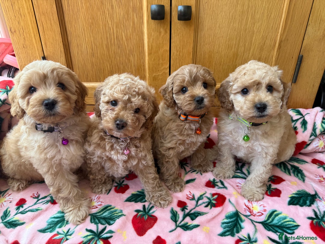 Cavapoo dogs for sale: Extensively Health Tested Apricot Cavapoo pups - Image 1