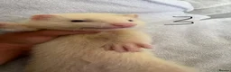 Ferret rodents for sale: Stunning part angora kits for sale in Cardiff - Advert 30