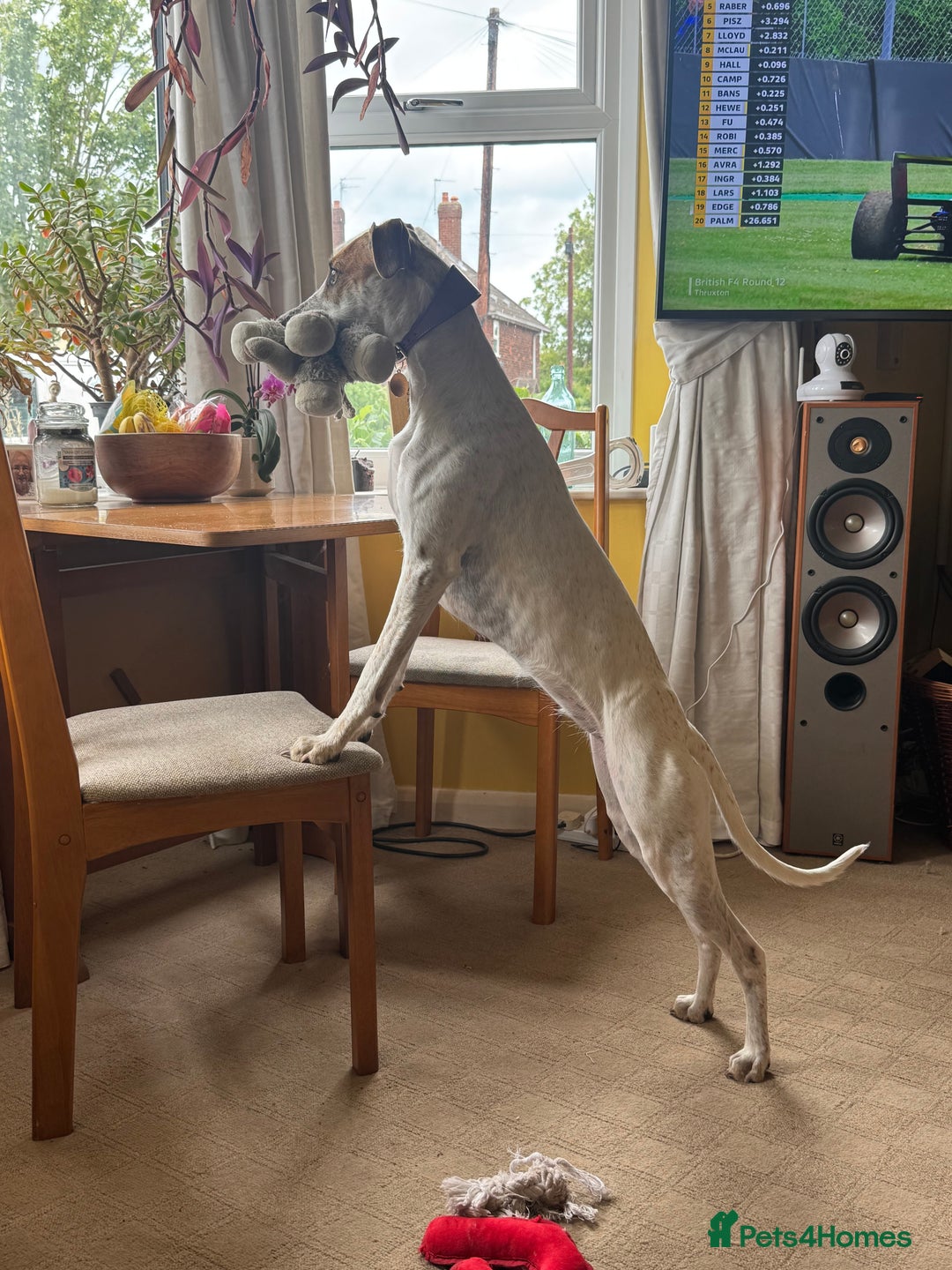 Lurcher dogs for sale: Litter of fabulous Lurchers - Image 6