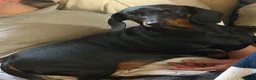 Dachshund dogs for sale: Standard dachshund  - Advert 13