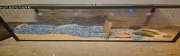 Gerbil rodents for sale: 2 Female Gerbils with Bucastate 3.0 in Poole - Advert 4