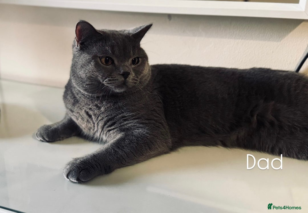 British Shorthair cats for sale: Pure British short hair  - Advert 4