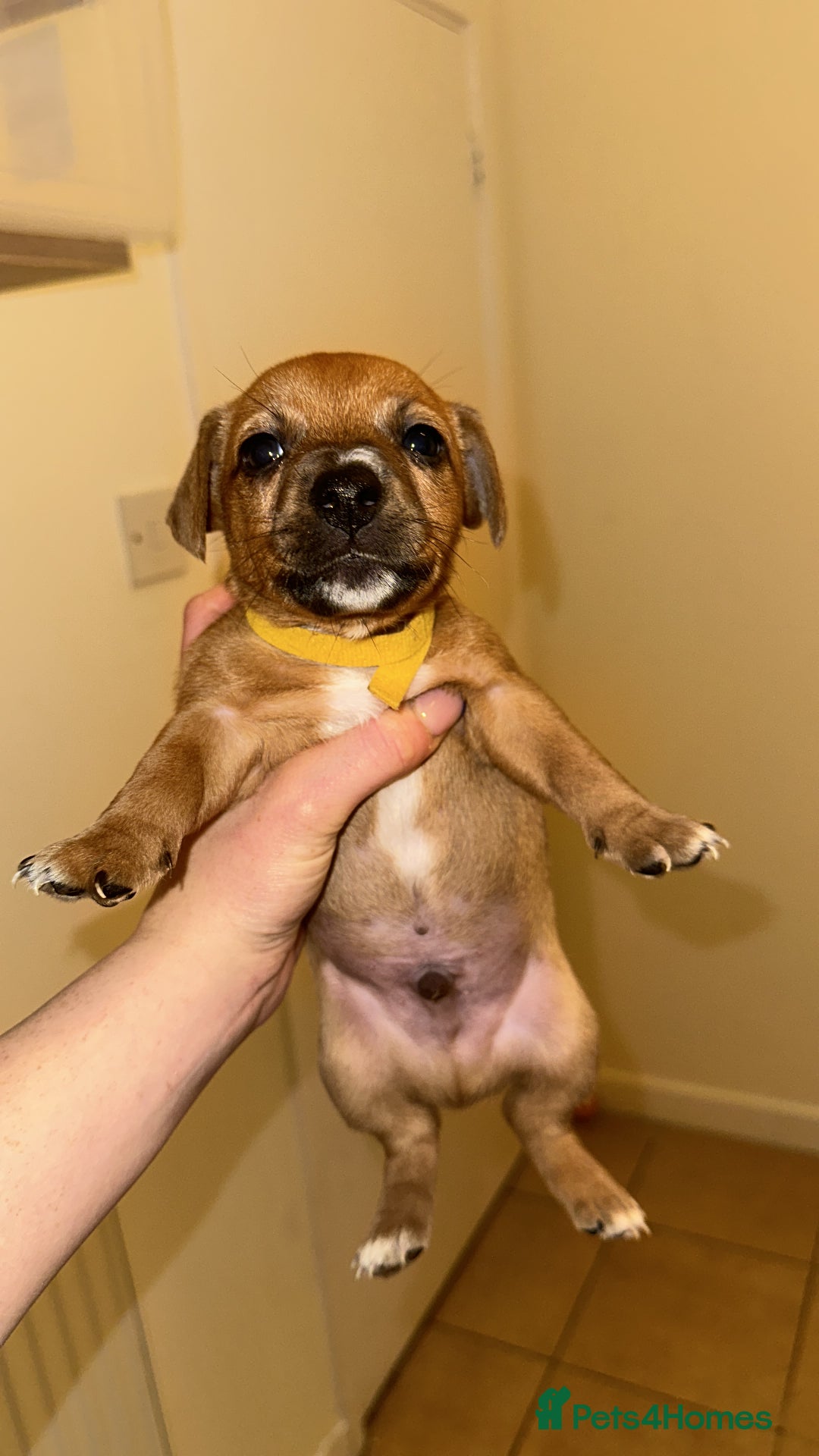 Jack Russell dogs for sale: Miniature Jack Russell’s (docked) - Image 5