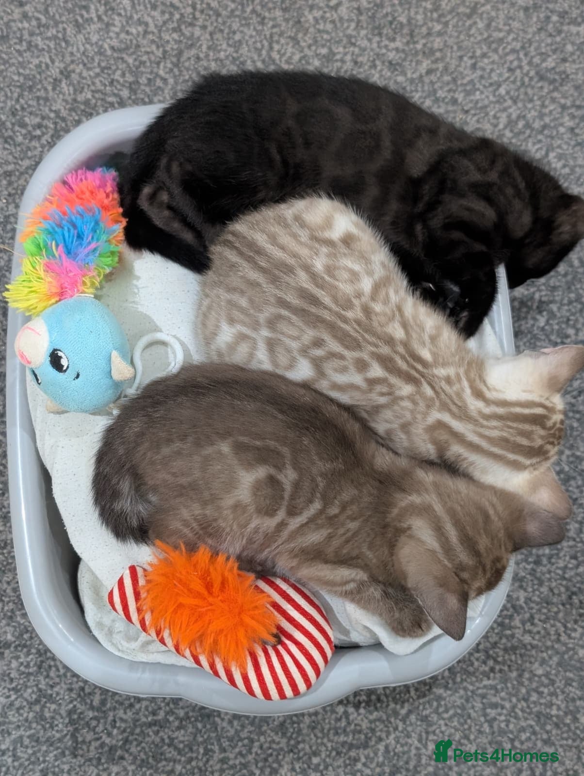 Bengal cats for sale: 🔥✨Pedigree TICA-Registered Bengals - Advert 1