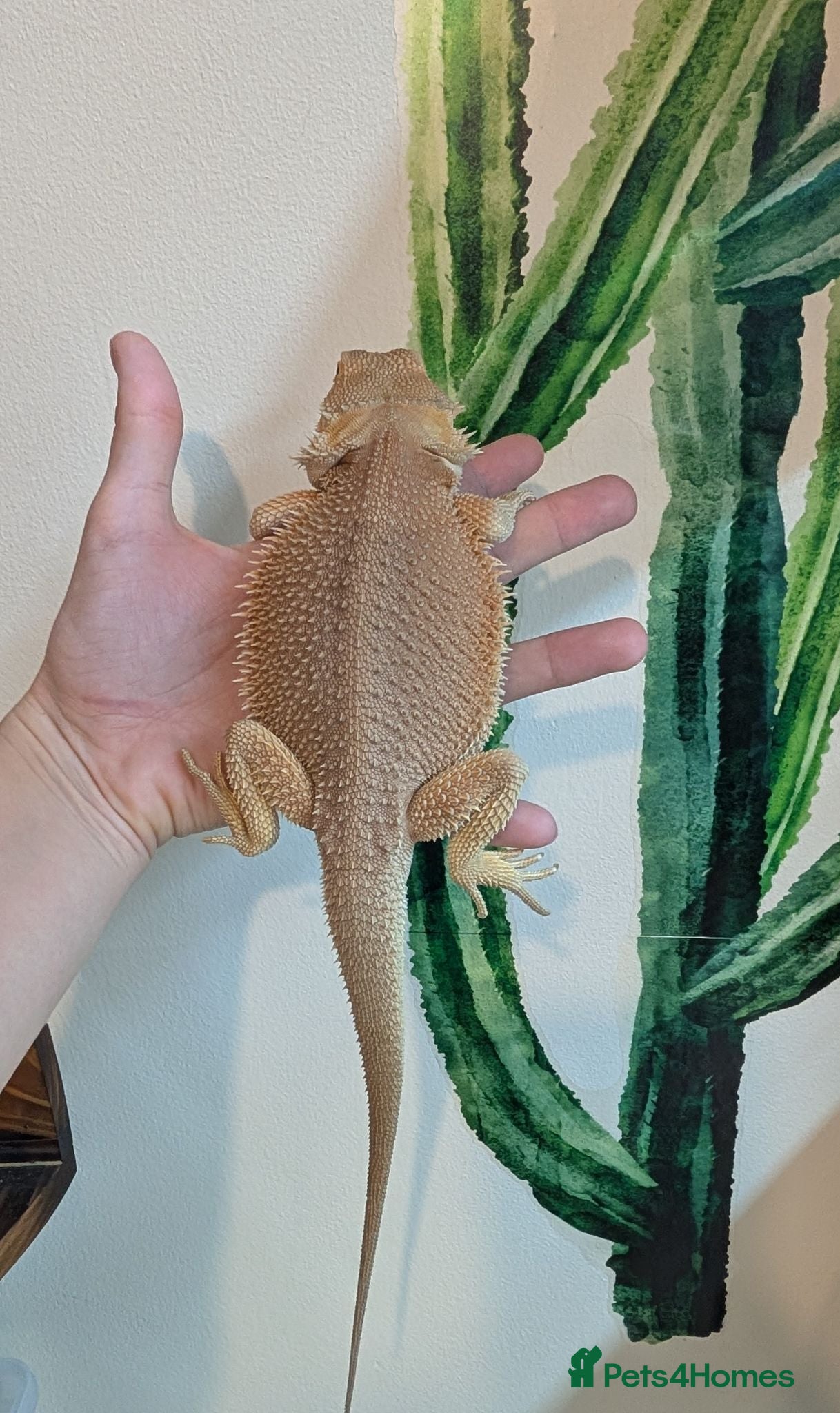 Bearded Dragon reptiles Witblits hypo het trans male BEarded Dragon - Advert 1