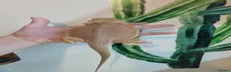 Bearded Dragon reptiles for sale: Witblits hypo het trans male BEarded Dragon - Advert 1