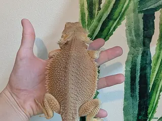 Bearded Dragon reptiles Witblits hypo het trans male Bearded Dragon - Advert 11
