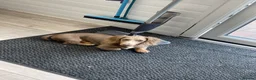 Miniature Dachshund dogs for stud: Long hair miniature dachshund Isabella and tan - Advert 3