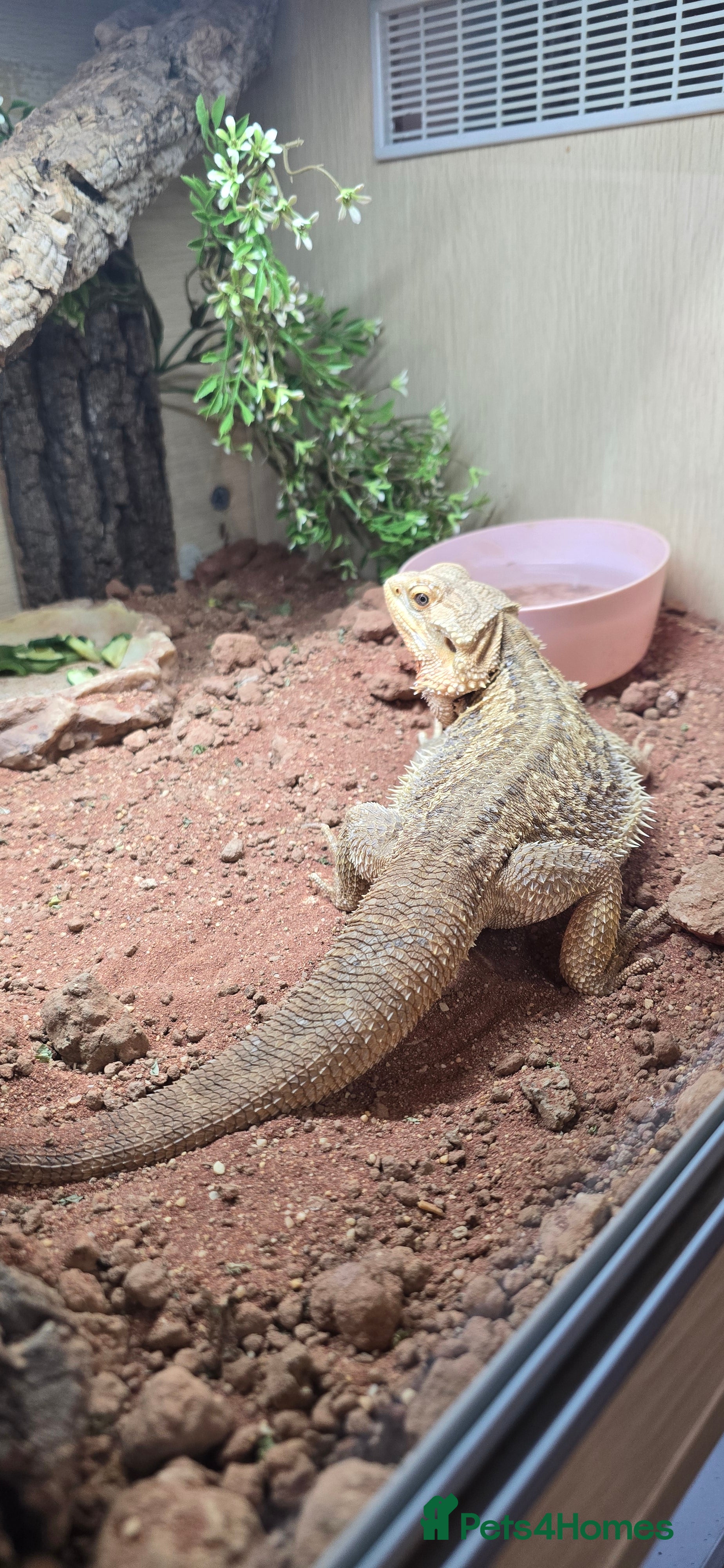 Bearded Dragon reptiles Male bearded dragon  - Advert 4