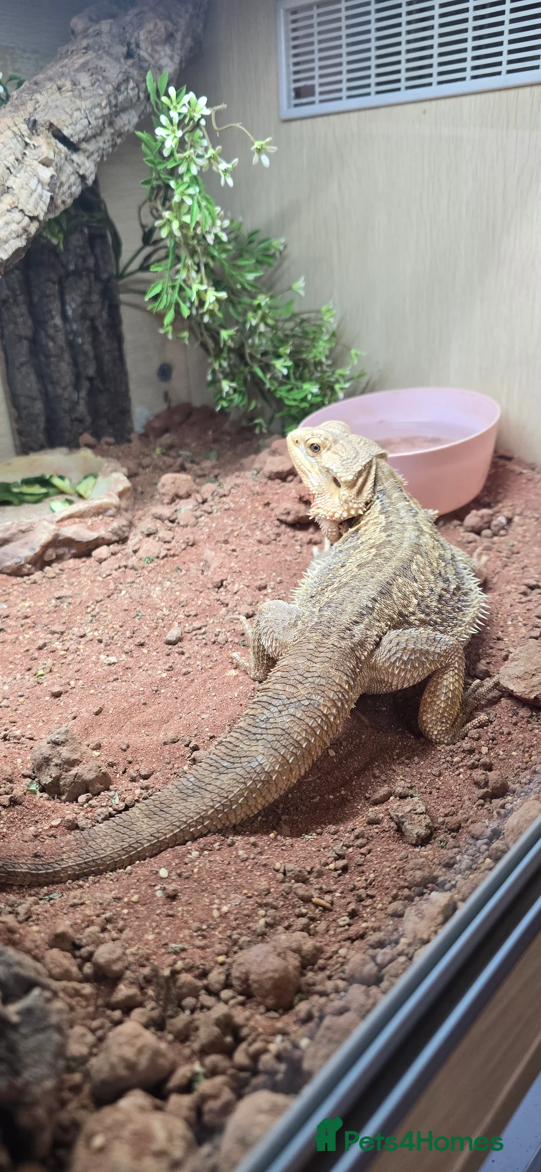 Bearded Dragon reptiles for sale: Male bearded dragon  - Advert 1