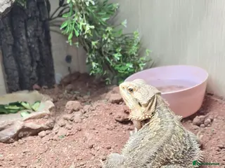 Bearded Dragon reptiles Male bearded dragon - Advert 4
