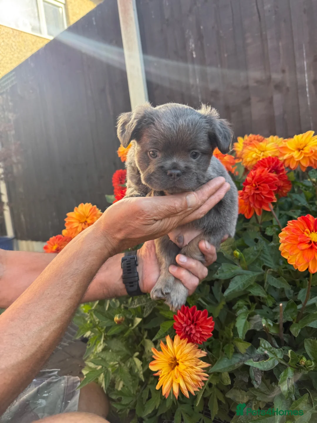French Bulldog dogs for sale: Fluffy French bulldog puppies 🐶  - Advert 1