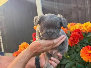 French Bulldog dogs Fluffy French Bulldog Puppies – Ready in 4 Weeks - Advert 2