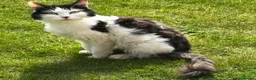 Mixed Breed cats for sale: Rescue cats- kittens and adults 🧡 - Advert 6