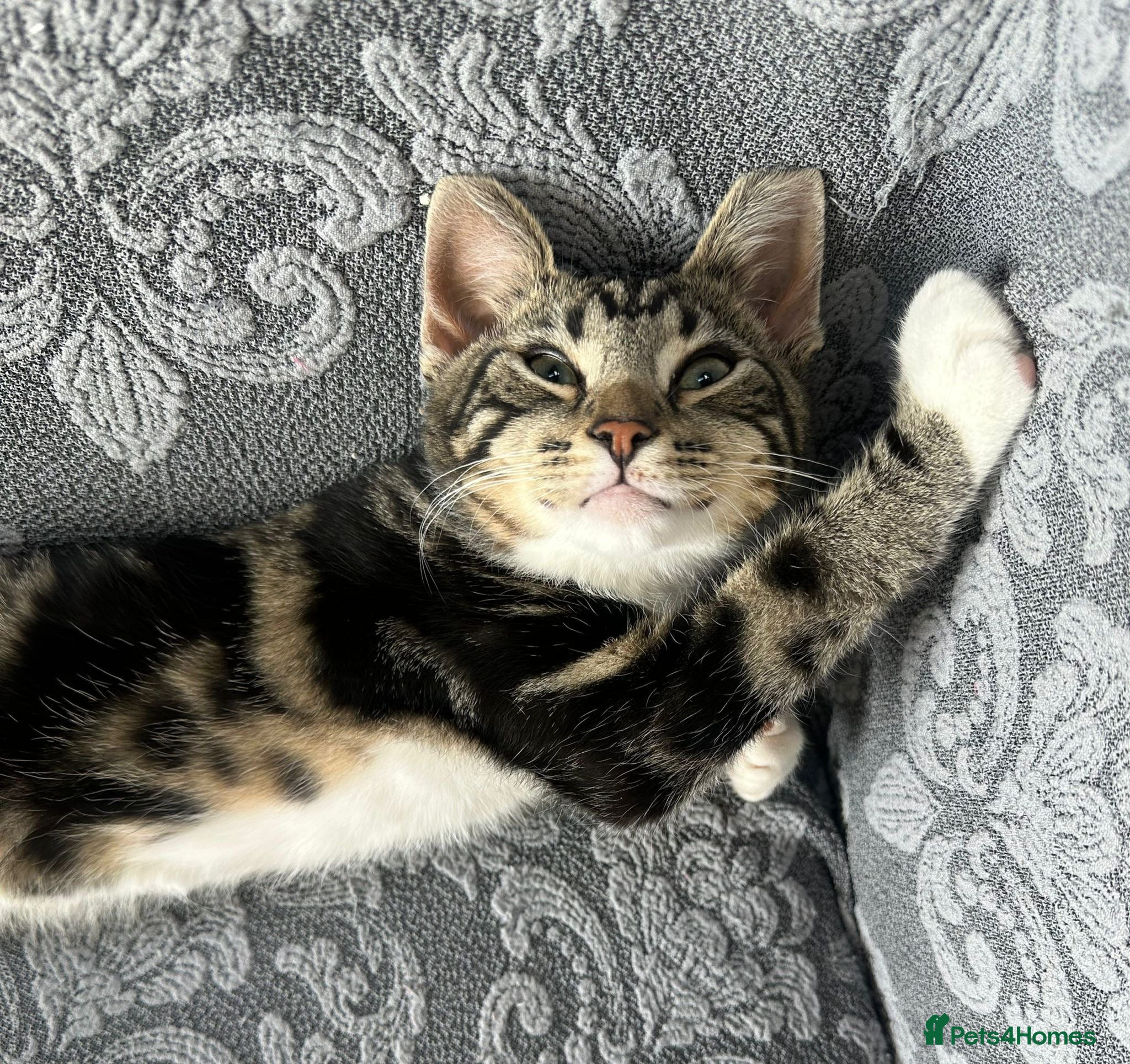 Mixed Breed cats Simba  - Advert 3