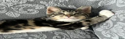 Mixed Breed cats for sale: Simba  - Advert 1