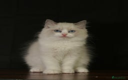 Ragdoll cats for sale: Ragdoll kittens TICA beautiful quality cats  - Image 18