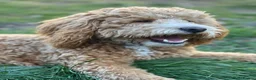 Cockapoo dogs for sale: 1 year old apricot cockapoo - Advert 2